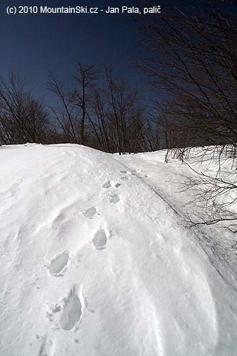 I was walking in snow above knees, here just up to knees