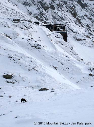 Mountain goast graze on the snow just behind Téry chata, there are photovoltaic panels from Solartec company