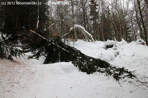Mikulovská – další padlý strom zapříčinal mírnou variantu výstupové trasy