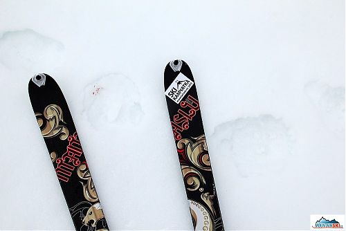Who was there walking next to our tents? Bear with injured paw... skis Dynafit Manaslu are about 120 mm wide in the front.