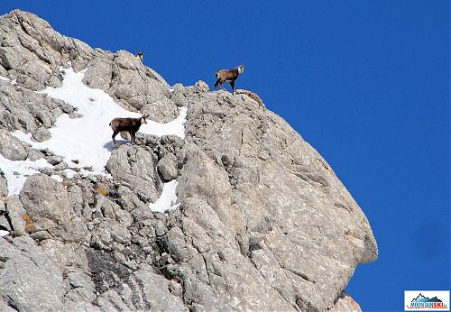 Fauna nevěří svým očím, kam to ty hovada jedou? Foto Markéta Syllová