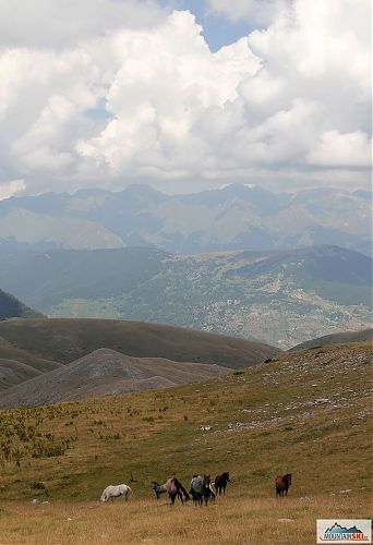 Všude samí koně, tentokrát na svazích vrcholu Medenica