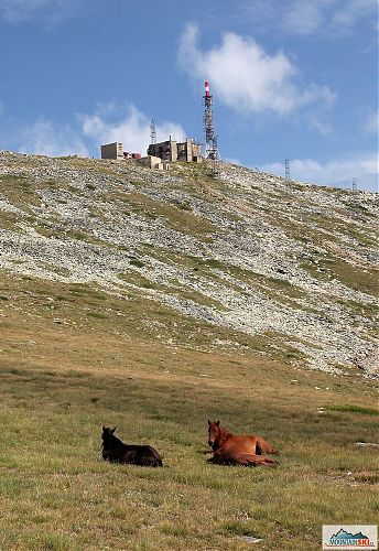 Opět koně, tentokrát pod vrcholem Baba (2601 m) v pohoří Pelister