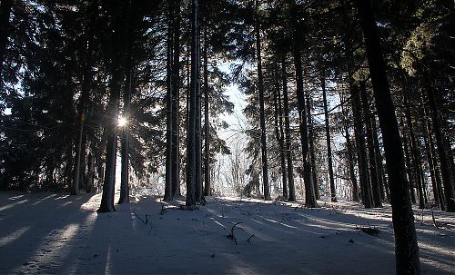 Kousek pod hřebenem se mezi stromy objevilo slunce