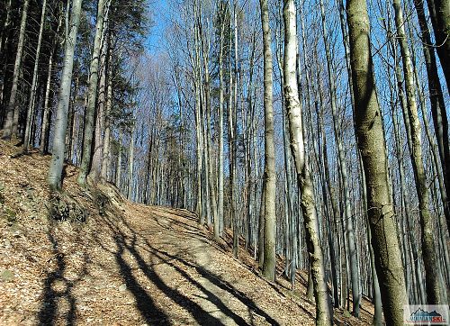 Bez listí je v lese pod vrcholem Na Šarmance (715 m) vidět dobře - tady se mi asi nechtělo kašpárkovat