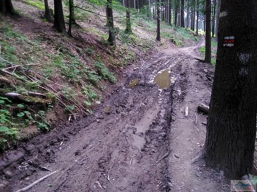 Červená hřebenovka upravená těžaři dřeva