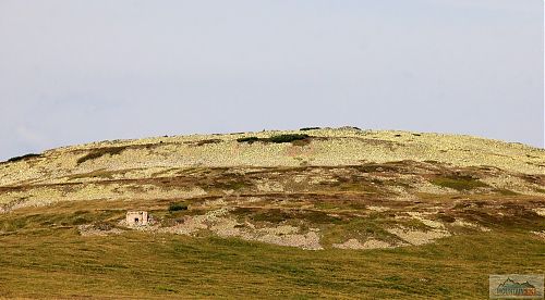 Řopíky na východních svazích Luční hory (1555 m)