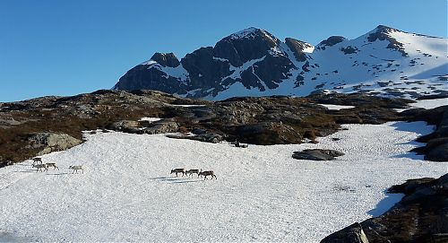 Stádo sobů na Vardfjellet